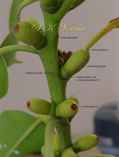  Hypanthodia (Axillary and paired)